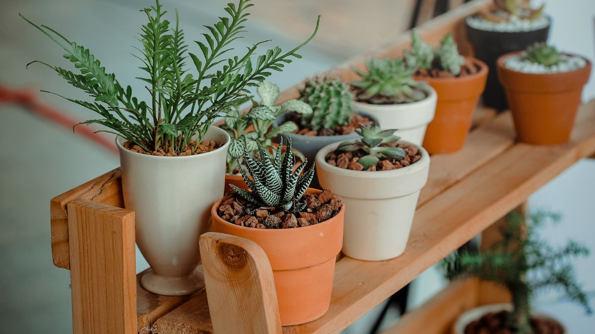 Vastu Tips 2023 Top 7 Beneficial Plants To Keep In Home For Prosperity